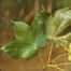 Black Maple (Acer nigrum)